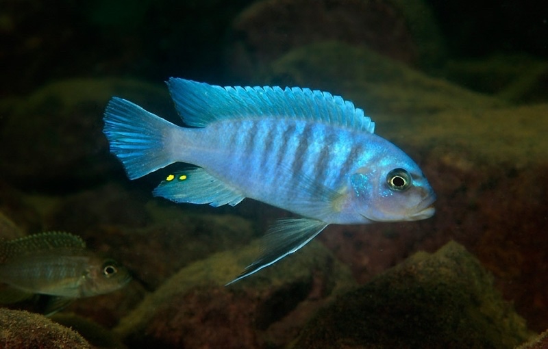 Maylandia sciasma 'Nkanda'